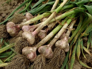 some garlic bulbs with tops on the ground
